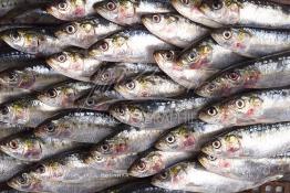 Image du Maroc Professionnelle de  Arrivée des sardines fraiches dans une conserverie à Agadir, ville située au sud du Maroc, Vendredi 23 Août 2002. (Photo / Abdeljalil Bounhar) 